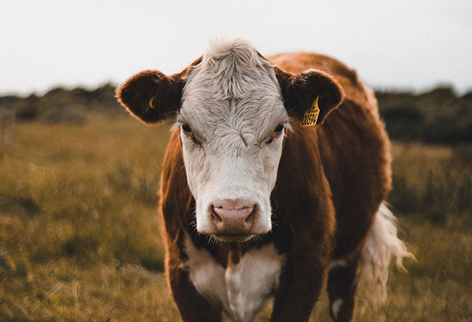 Castration Done Right - Cattle Welfare