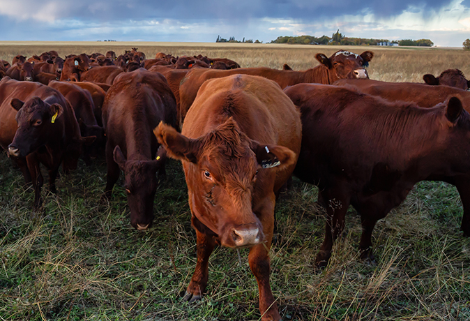 Overcoming Diarrhea in Your Herd - Cattle Welfare